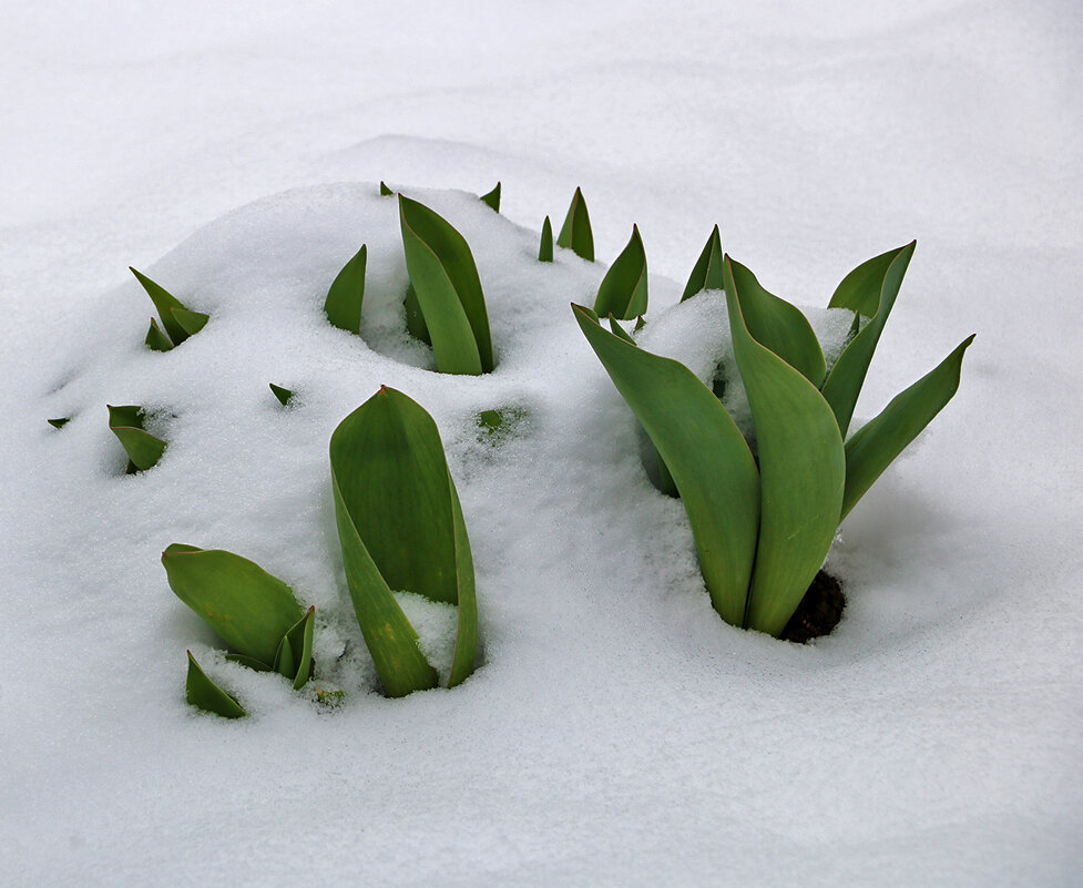 7 апреля - всё в снегу! - Светлана 7 апреля - всё в снегу! - Светлана