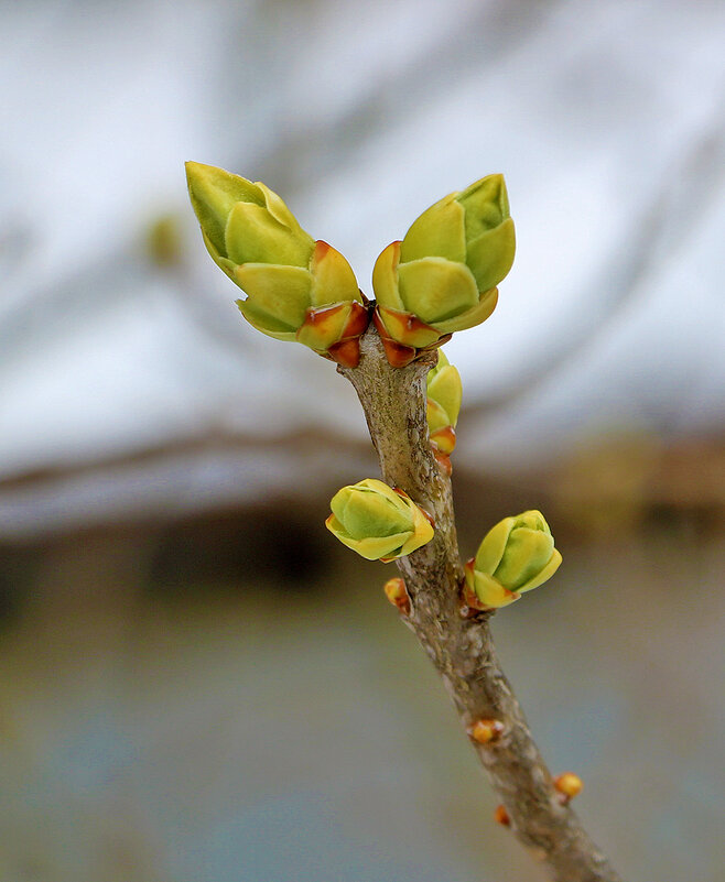 7 апреля - уже почки на сирени - Светлана 7 апреля - уже почки на сирени - Светлана