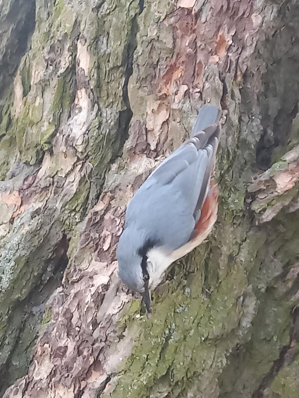 Поползень - Сапсан 