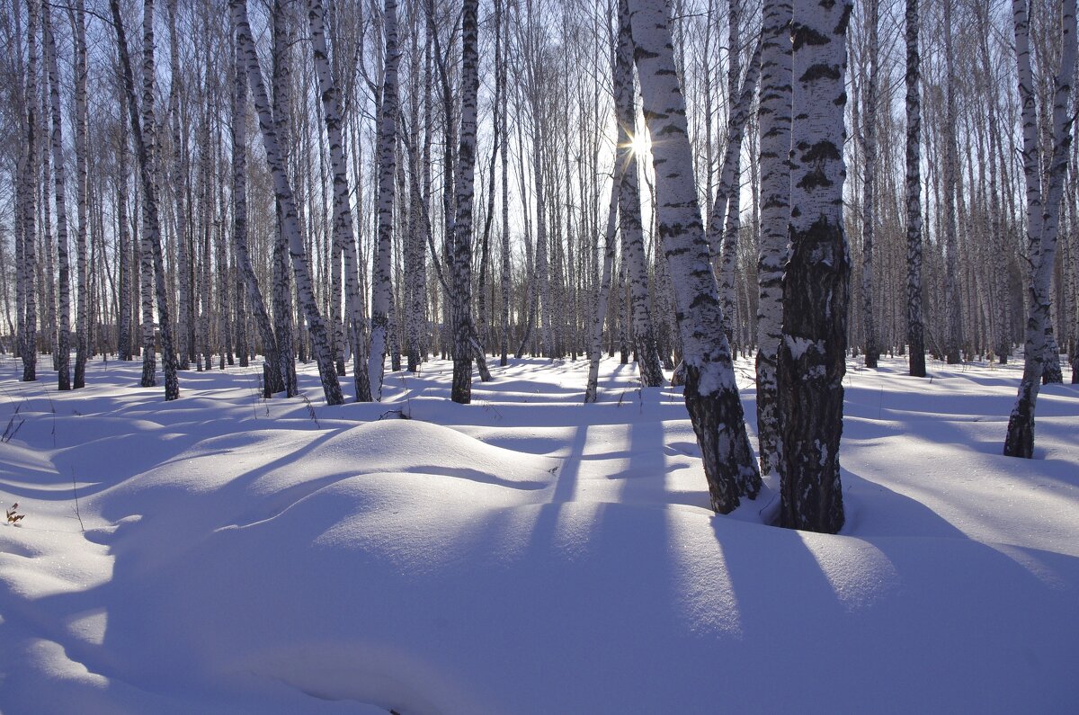 Солнечный день - Сергей Швечков Солнечный день - Сергей Швечков