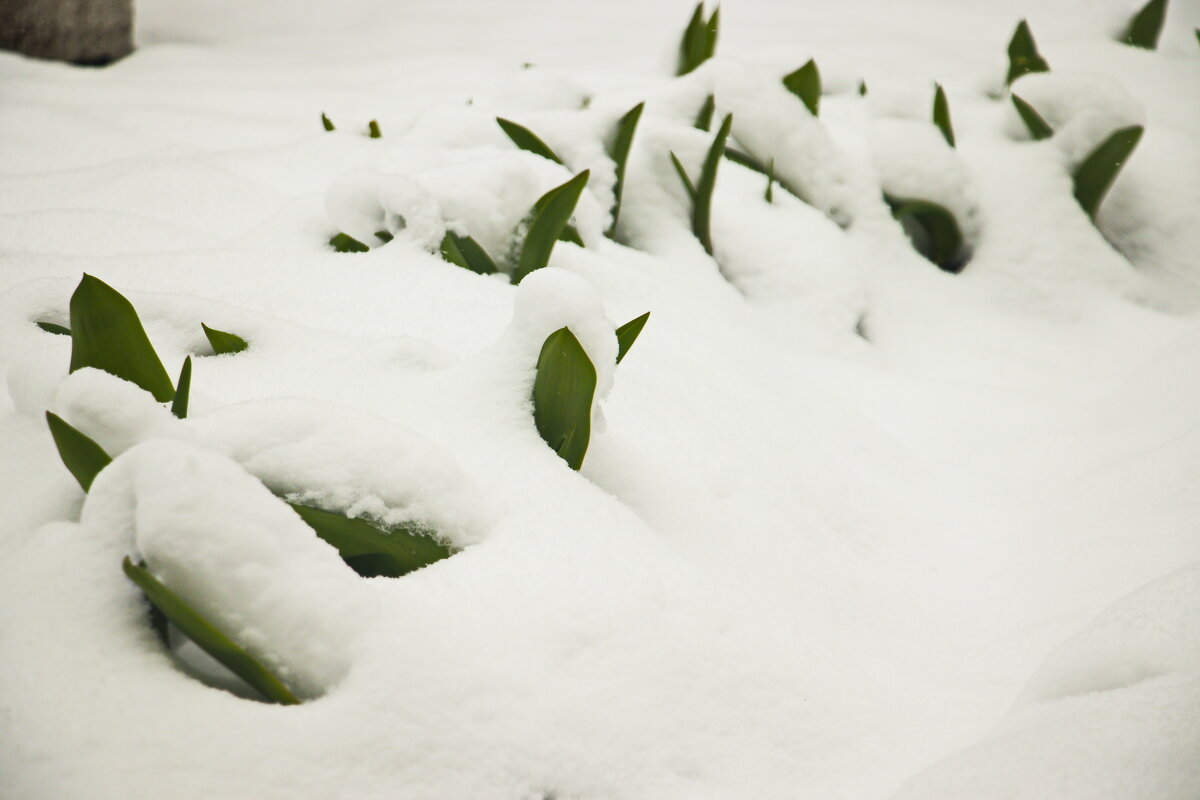 апрельский снег - Владимир Зырянов апрельский снег - Владимир Зырянов