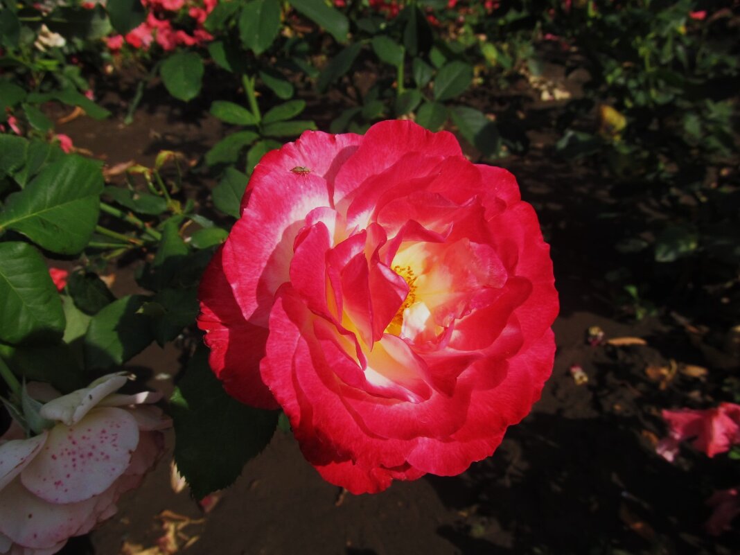 сентябрь розовел - Елена Шаламова