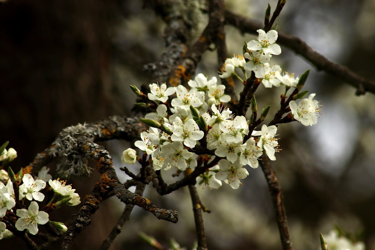 Утро весны - Юрий. Шмаков