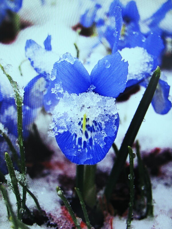 Ирис в снегу - Людмила Смородинская