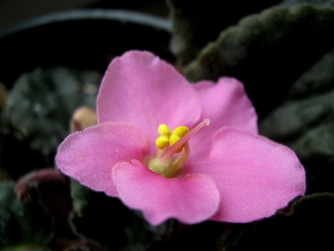 Фиалка проснулась - Елена Семигина Фиалка проснулась - Елена Семигина