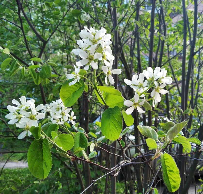 В месяце мае - Елена Семигина