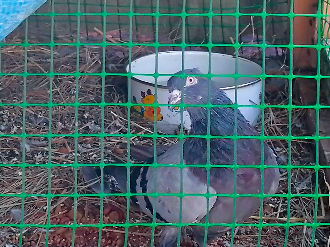 Мой друг Ерошка - Игорь Волков Мой друг Ерошка - Игорь Волков