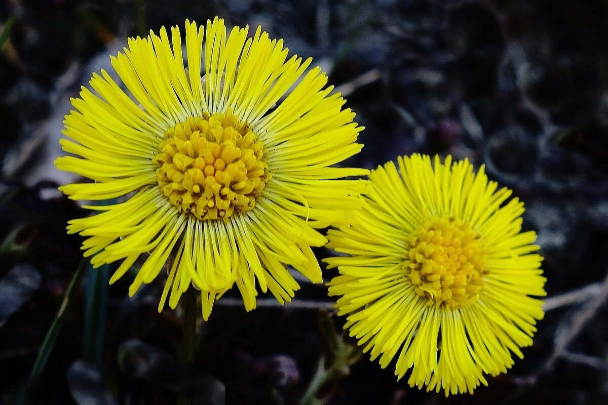 Мать-и-мачеха - Рита Симонова Мать-и-мачеха - Рита Симонова