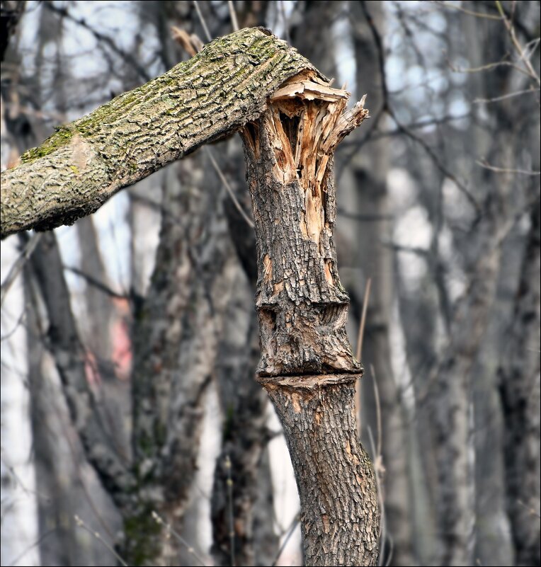 Дерево - Меднов Влад Меднов Дерево - Меднов Влад Меднов