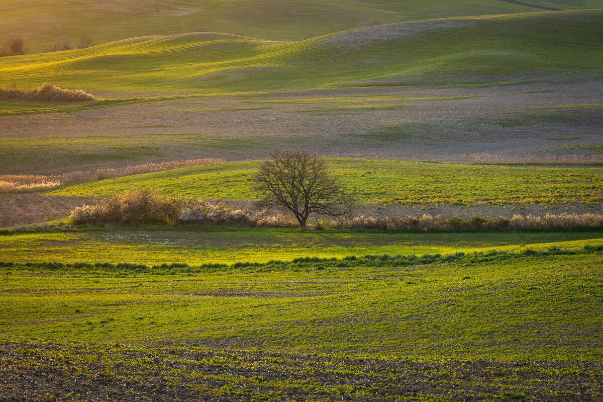 Вечерний свет - Алекс Римский Вечерний свет - Алекс Римский