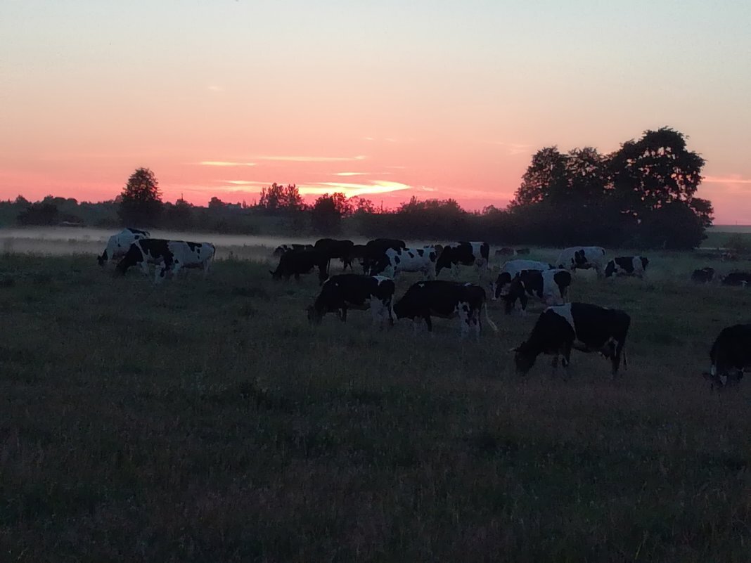 Вечер - BoxerMak Mak Вечер - BoxerMak Mak