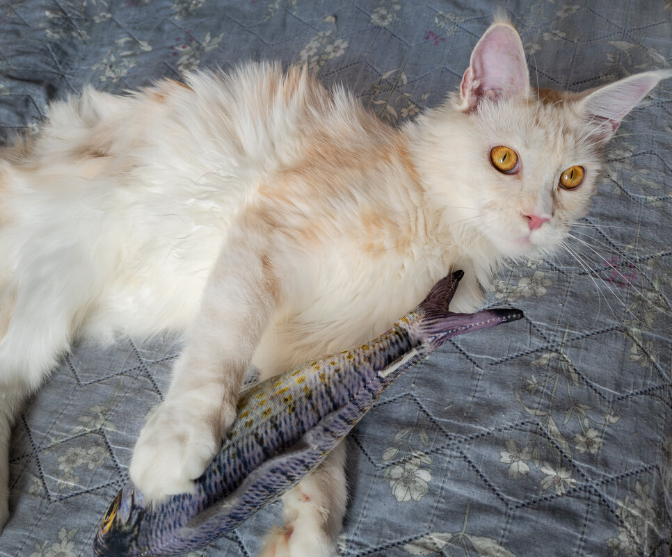 Эльза и рыба. - Борис Калитенко