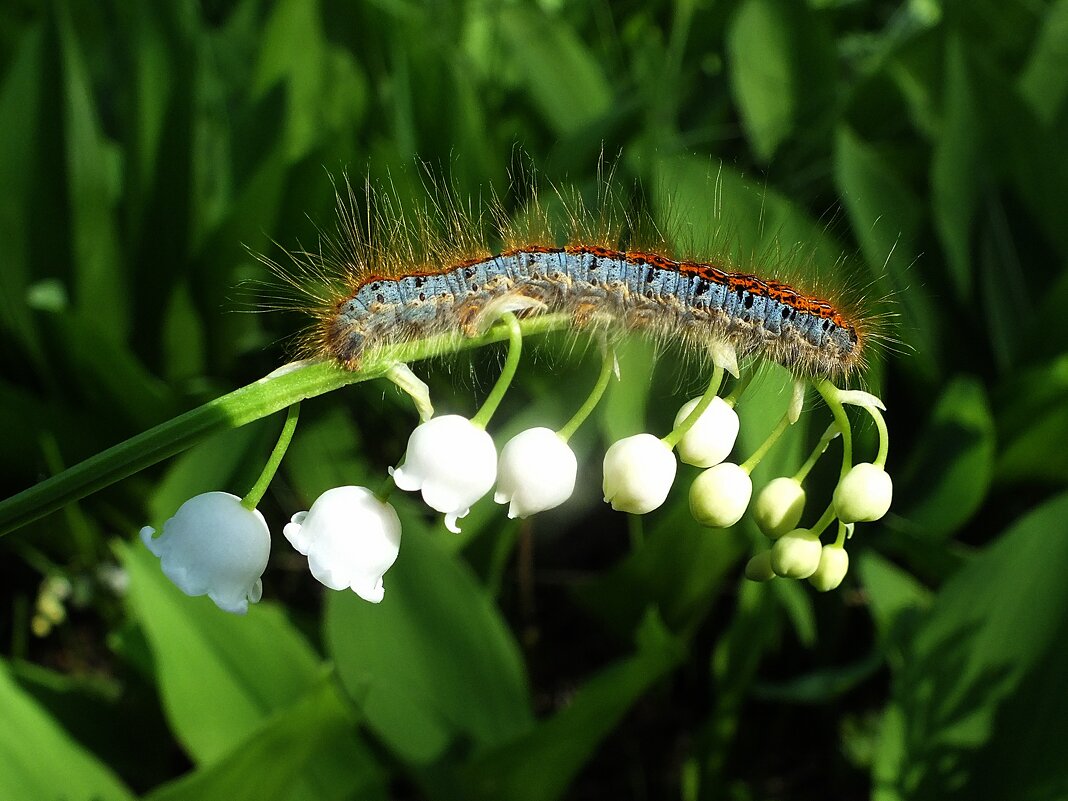 ** - Зоя Мишина ** - Зоя Мишина