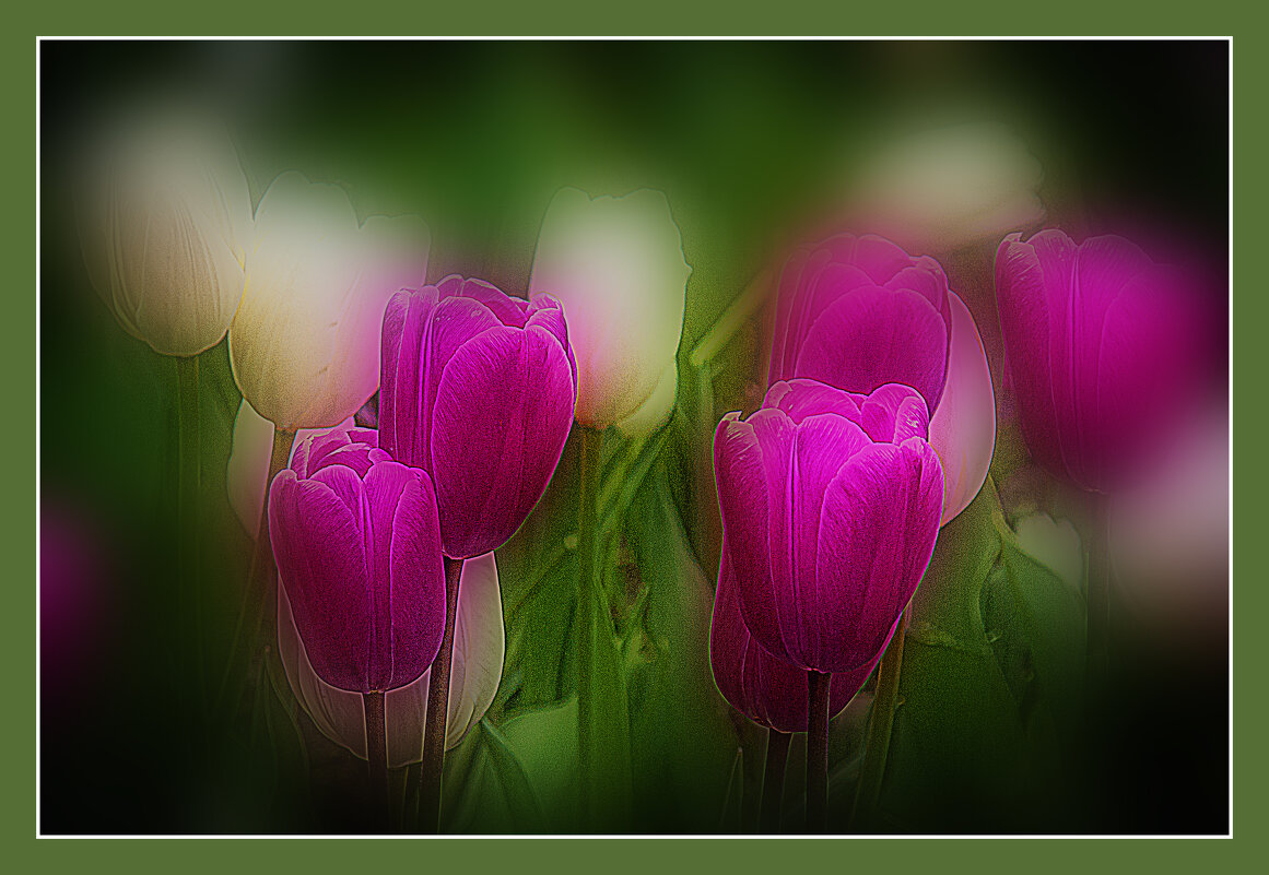 Тюльпаны - Владимир Кроливец