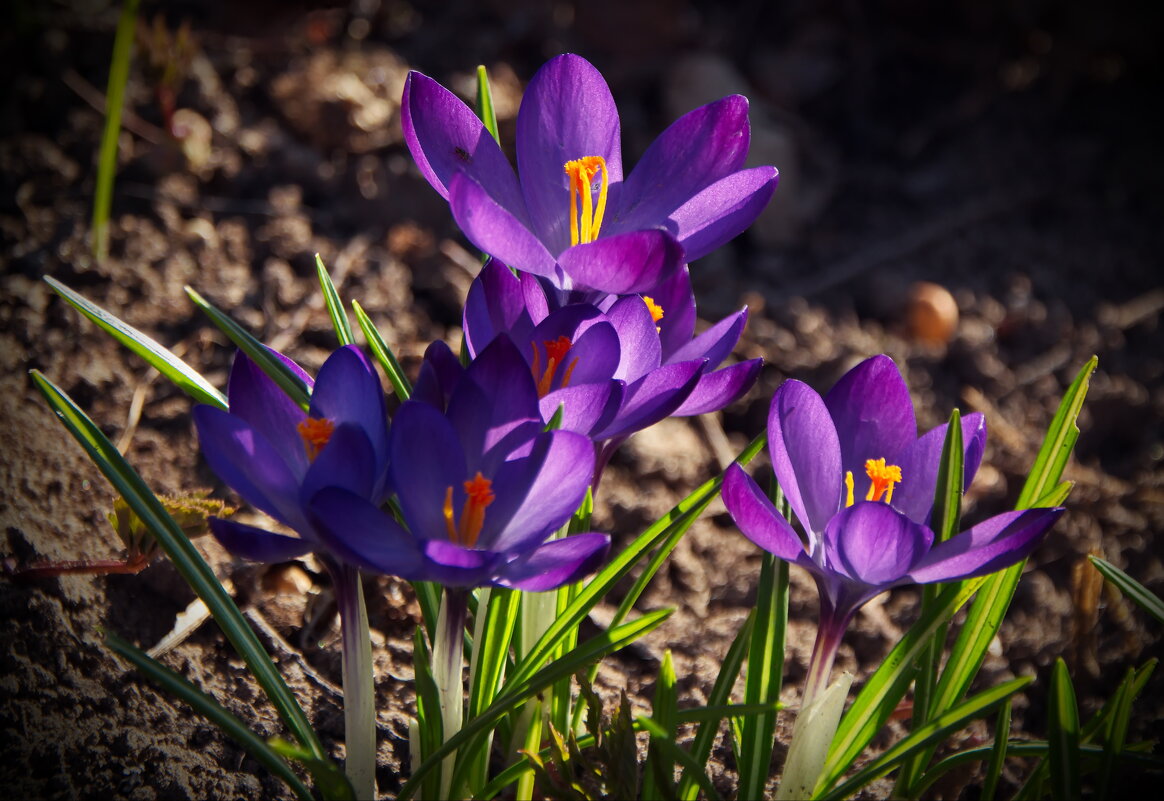 Весенняя радость - lady v.ekaterina Весенняя радость - lady v.ekaterina