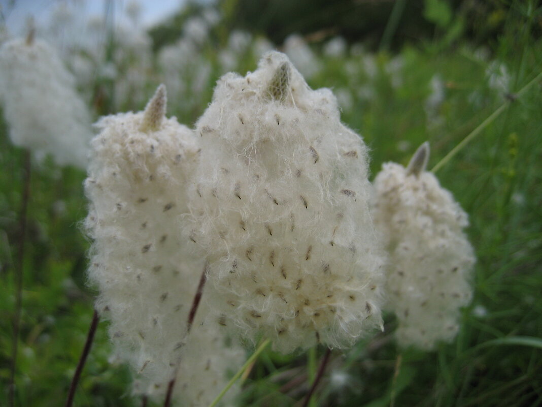 Семена ветреницы - Anna Ivanova Семена ветреницы - Anna Ivanova