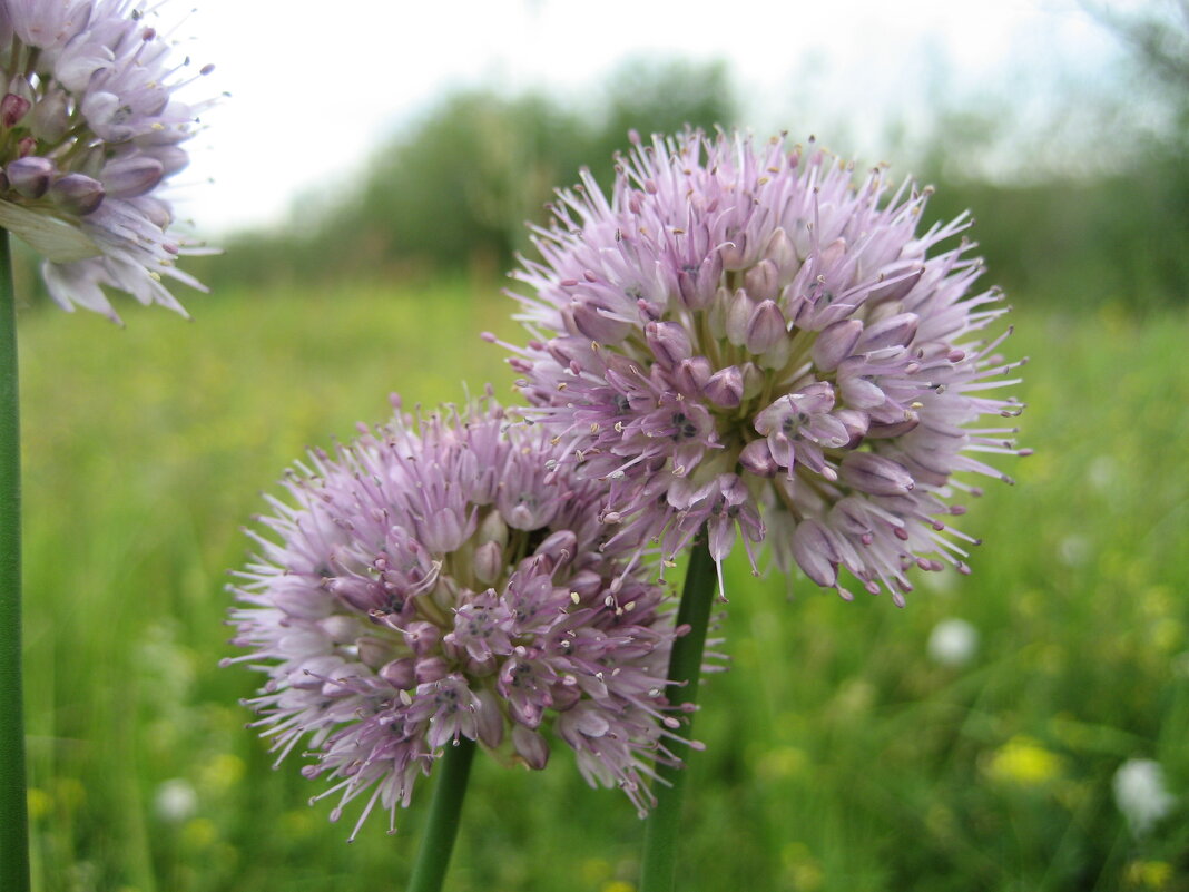 Лук торчащий - Anna Ivanova