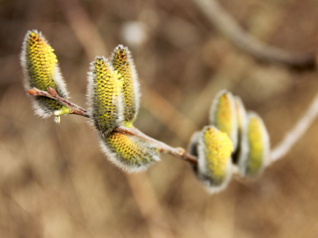 Пришла весна - victor Lion
