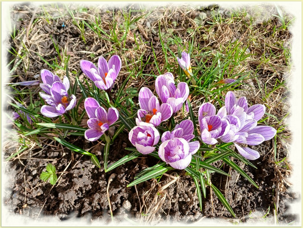 Крокусы расцвели. - Лия ☼ Крокусы расцвели. - Лия ☼
