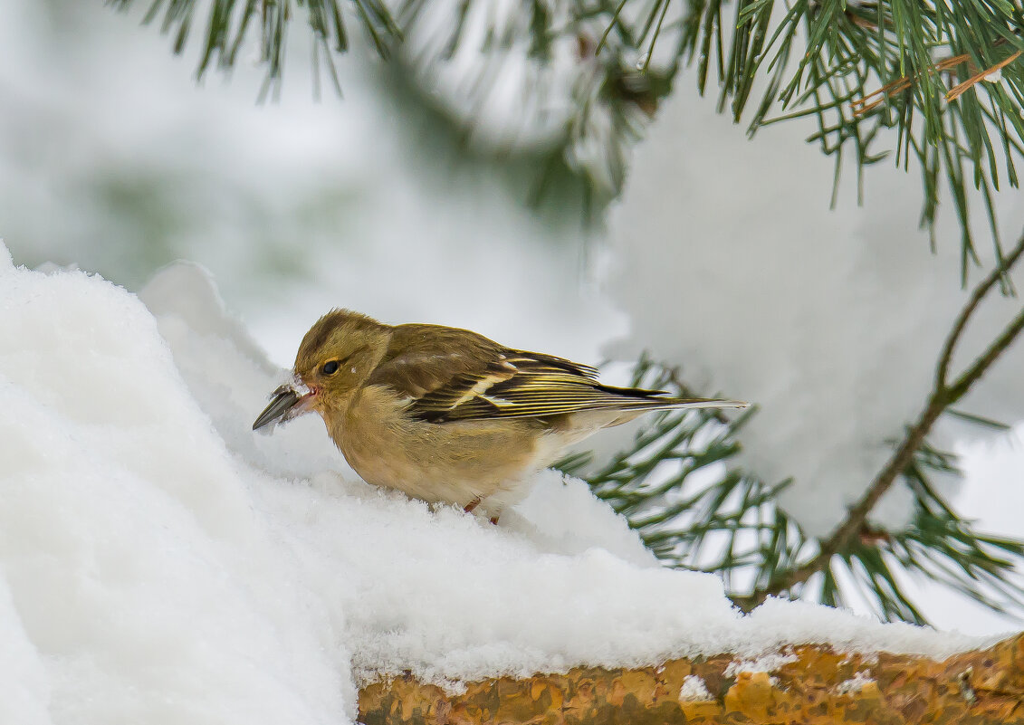 Самка зяблика. - Sergey (Apg) Самка зяблика. - Sergey (Apg)