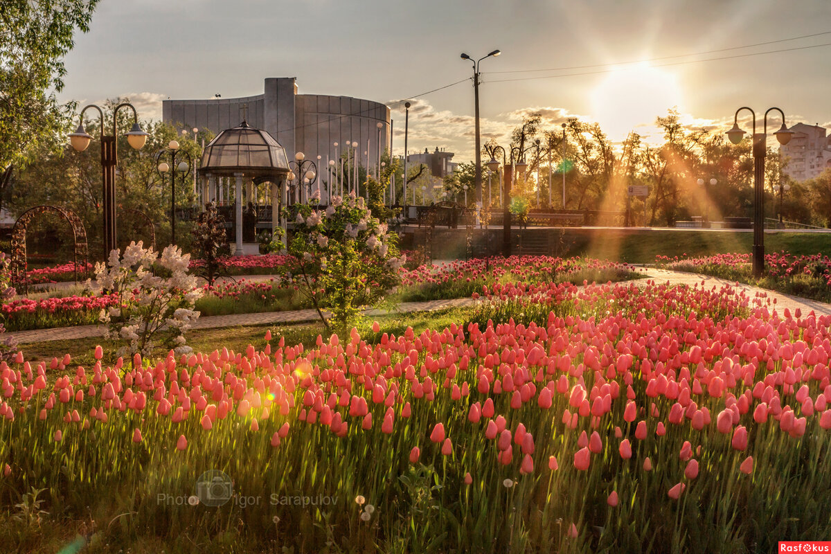 Прекрасное цветочное утро - Игорь Сарапулов Прекрасное цветочное утро - Игорь Сарапулов