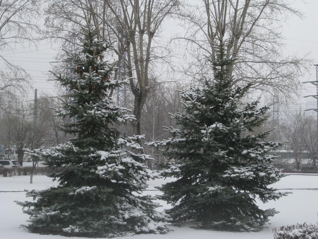 Снег упал на ветки елей - Дмитрий Никитин