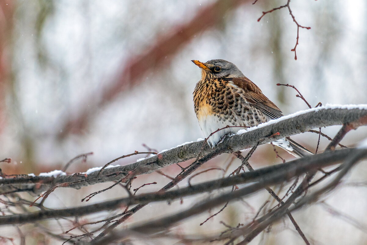 Дрозд. - Анатолий. Chesnavik.