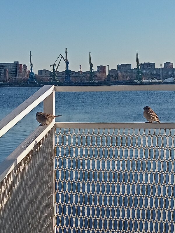 Воробышки - Юра Светлаков