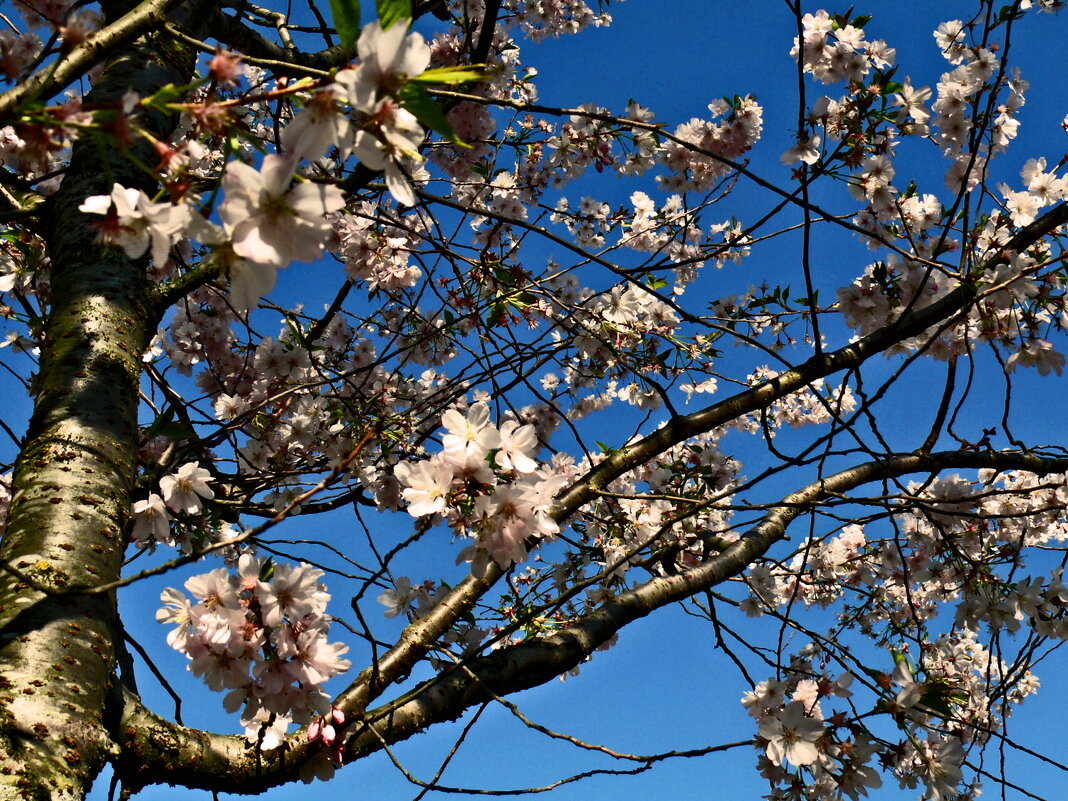 Весенние зарисовки 78 - Алексей Кузнецов