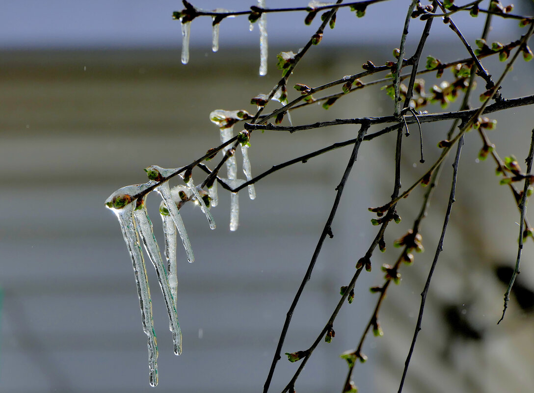 начало апреля 10 - Александр Прокудин