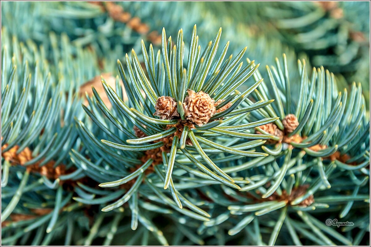 Ёлкины иголки - Aquarius - Сергей