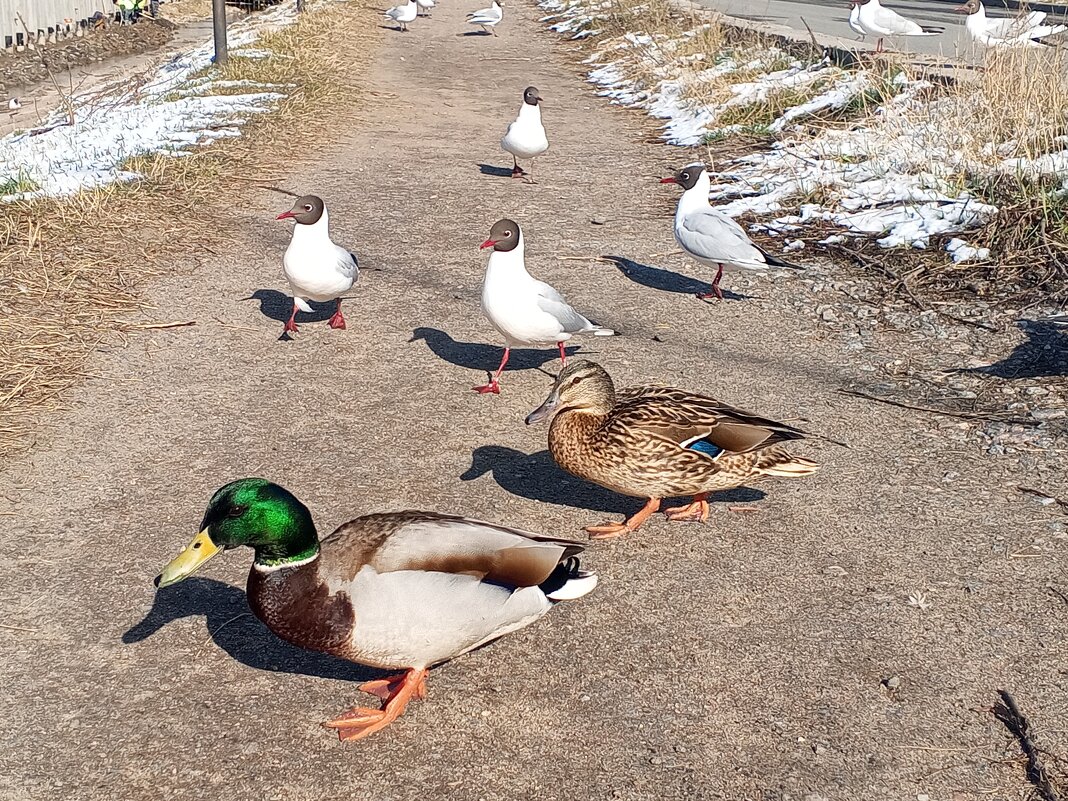 Утки и чайки - Сапсан 