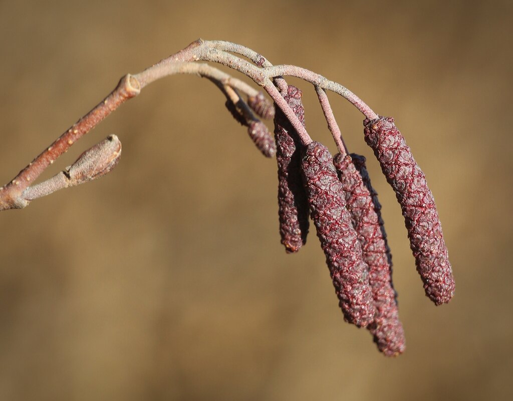 Весна - Наталья Герасимова