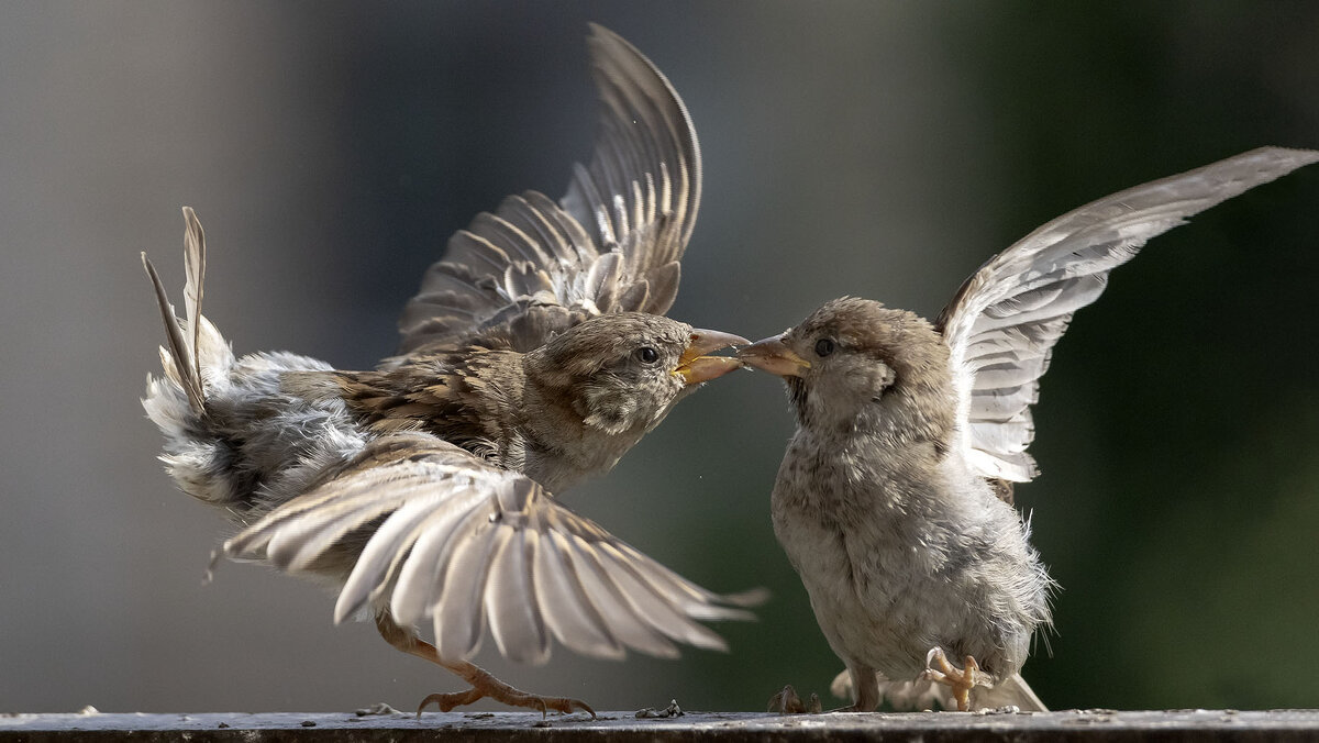 Воробьи. - olegdanilhenko Олег Данильченко