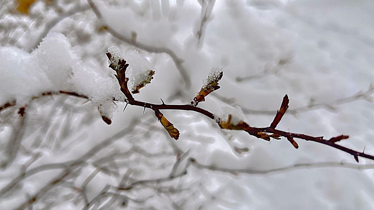 *** м а к р о *** - Olga Oskolkova *** м а к р о *** - Olga Oskolkova