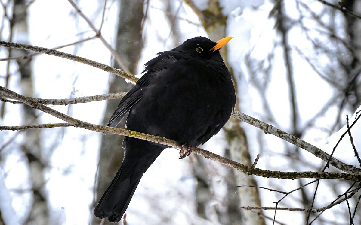 Чёрный дрозд мёрзнет на веточке. - Милешкин Владимир Алексеевич Чёрный дрозд мёрзнет на веточке. - Милешкин Владимир Алексеевич