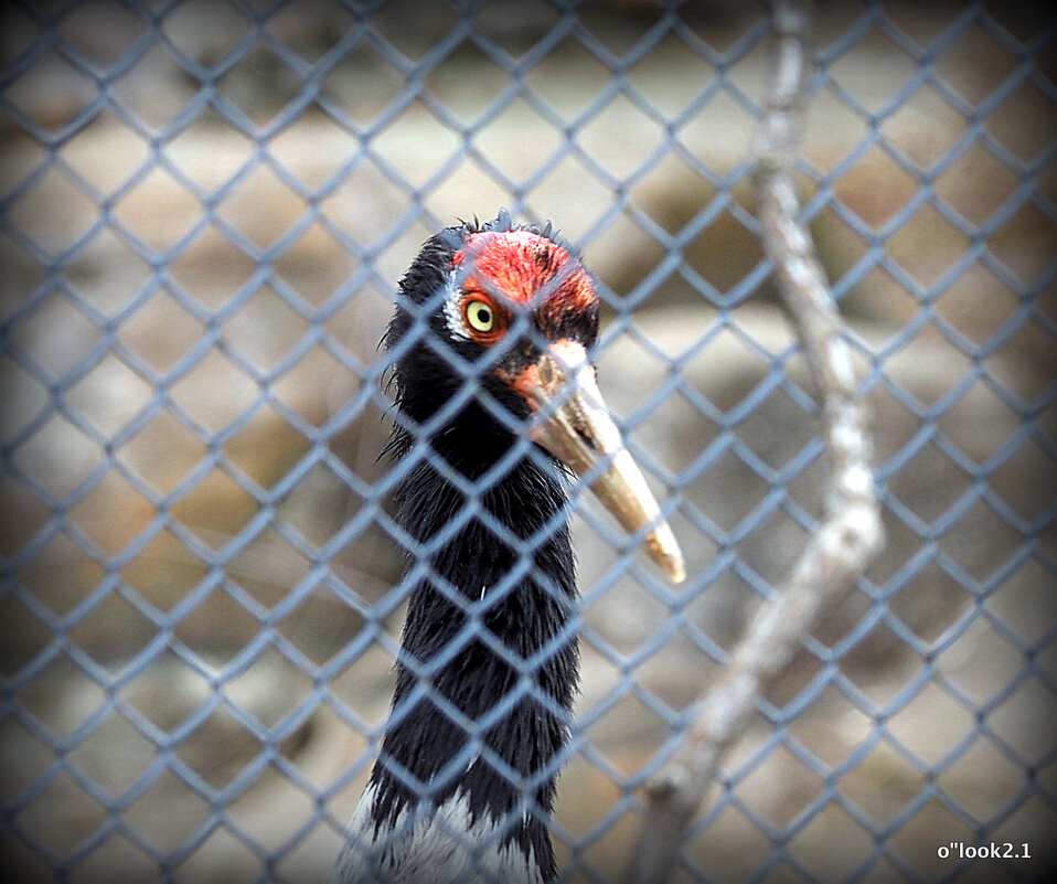 сижу за решеткой - Олег Лукьянов сижу за решеткой - Олег Лукьянов