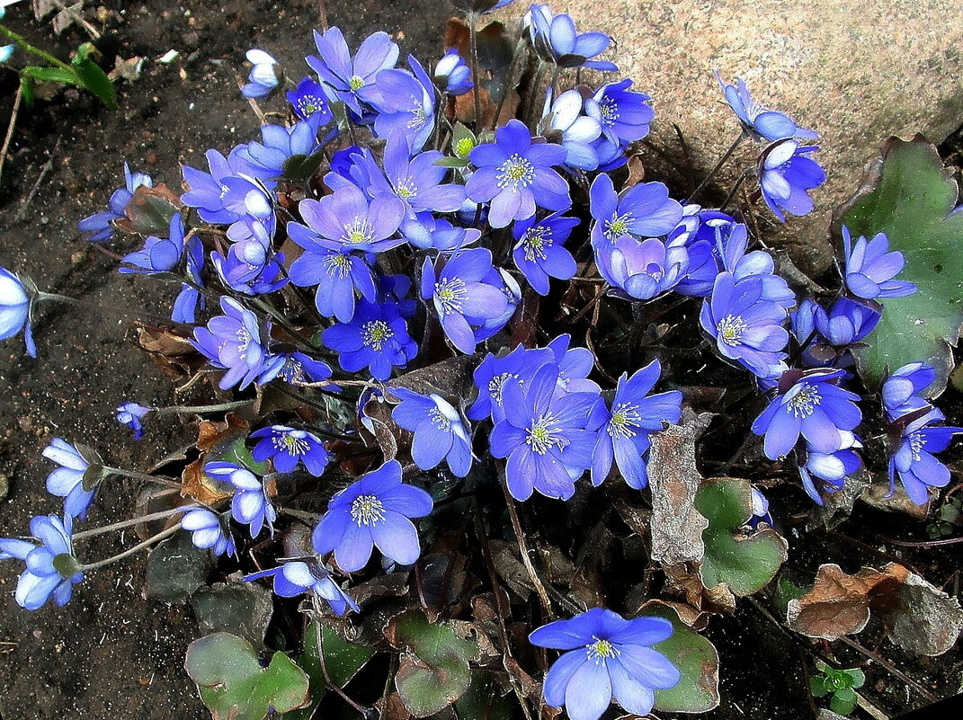 Печёночница или перелеска. - Ольга Довженко