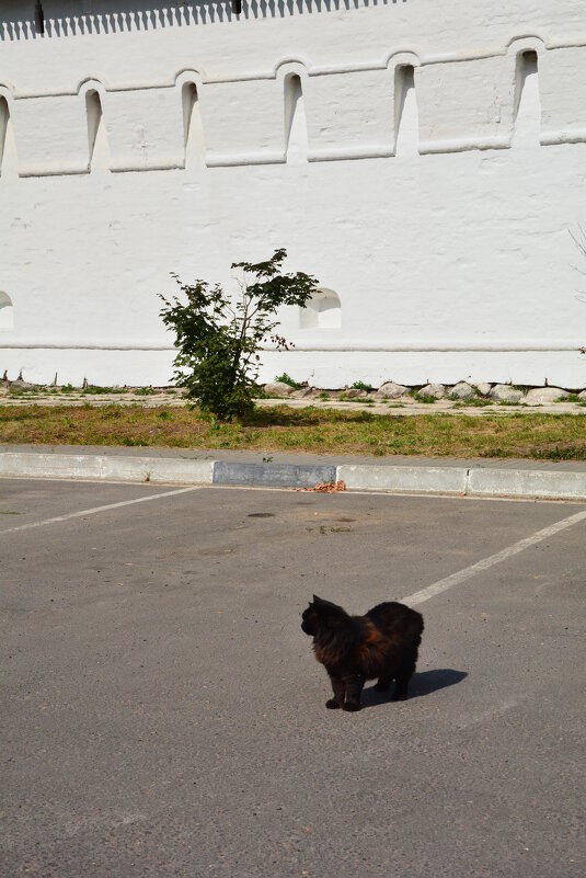 Лучший мурчащий антистресс. - Галина R... Лучший мурчащий антистресс. - Галина R...