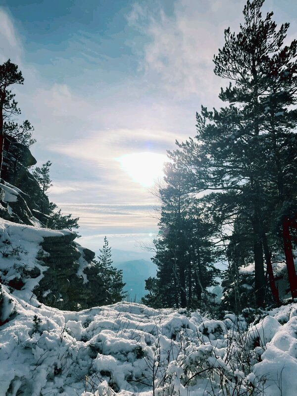 Горный лес - Георгиевич 