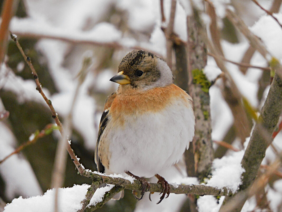 Вьюрок - Лина 