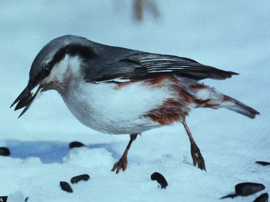 Поползень обедает - Людмила Смородинская