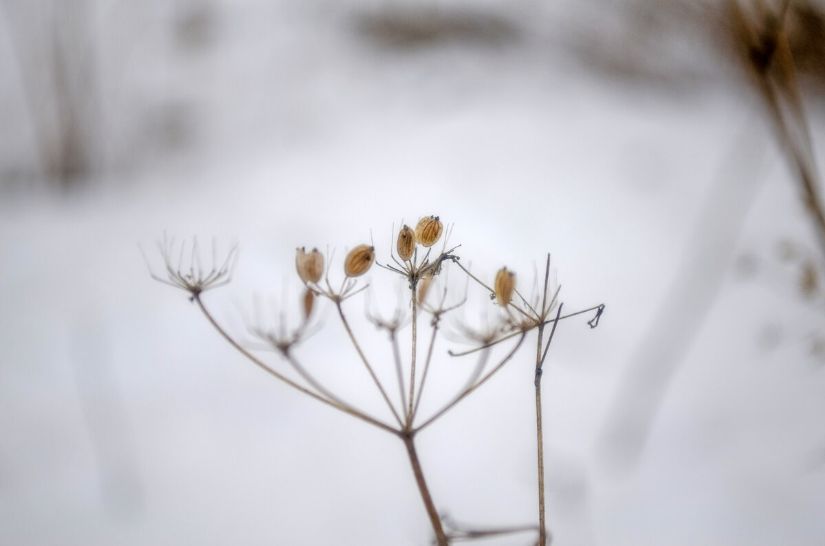 Веточка - Lyubov Busova