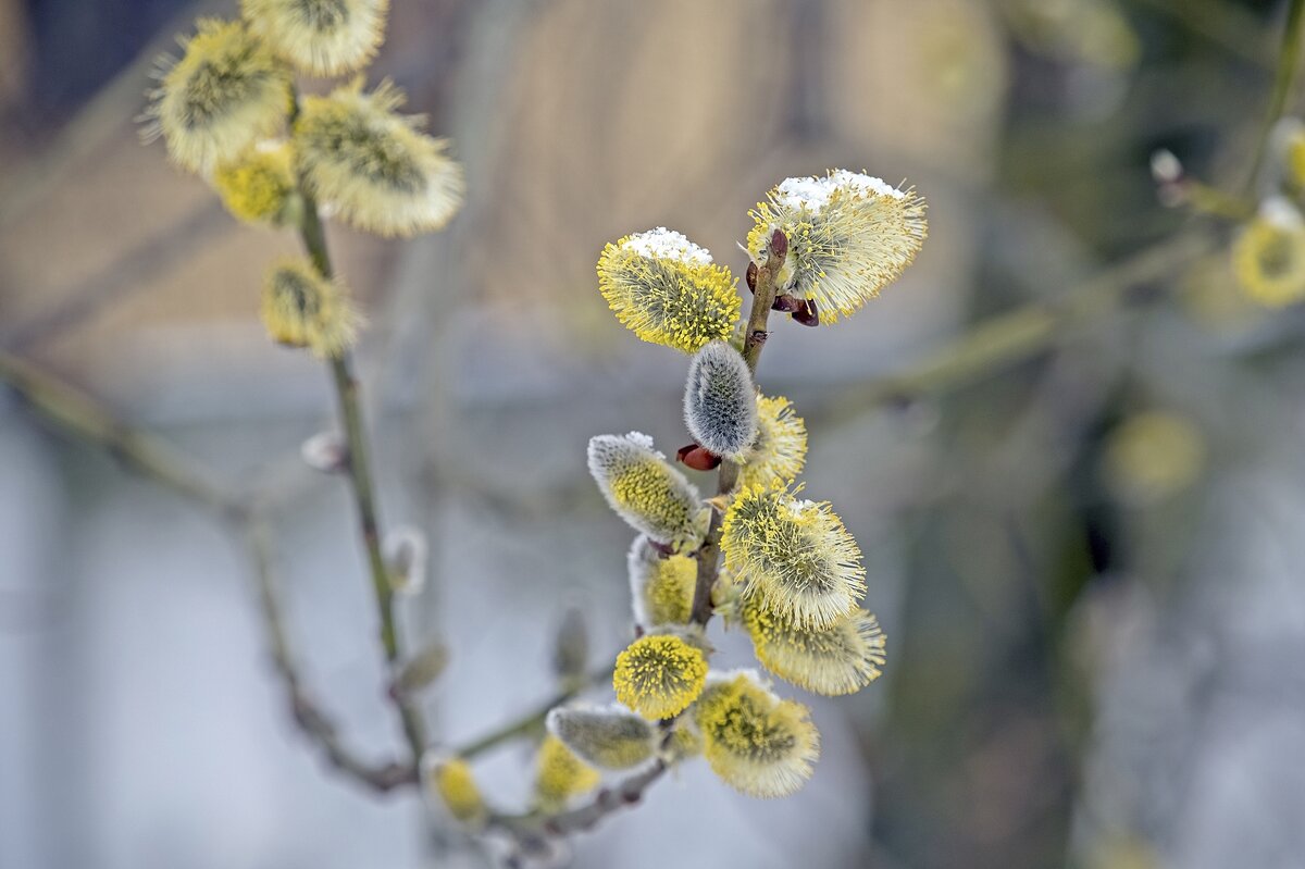Апрельский этюд - Валерий Иванович Апрельский этюд - Валерий Иванович