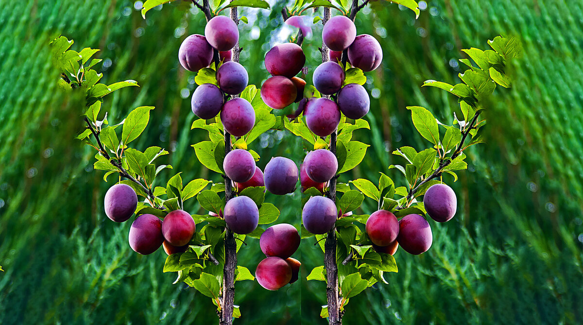 Сливы - Владимир Кроливец