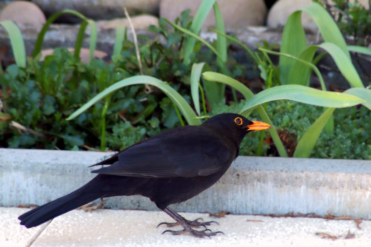 Любопытный дрозд - Юрий. Шмаков