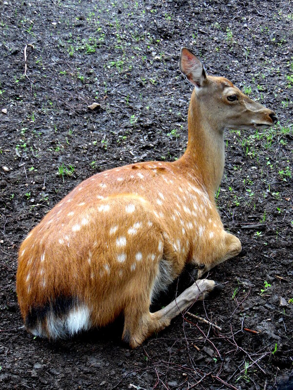 Пятнистый олень. - nadyasilyuk Вознюк Пятнистый олень. - nadyasilyuk Вознюк