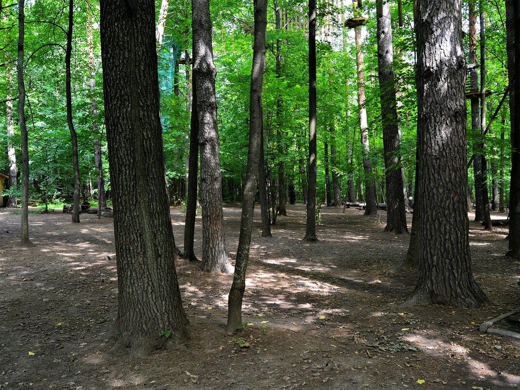 Чебоксары. В западной части рощи Гузовского летом. - Пётр Чернега Чебоксары. В западной части рощи Гузовского летом. - Пётр Чернега