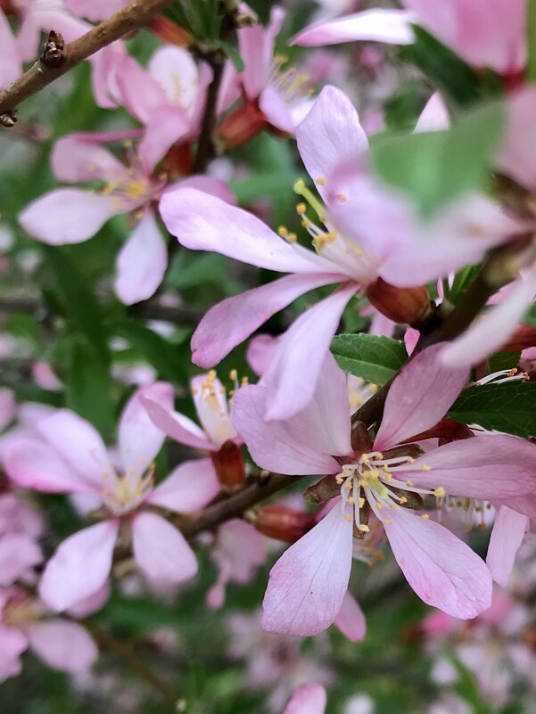 Скоро весна - Pippa 