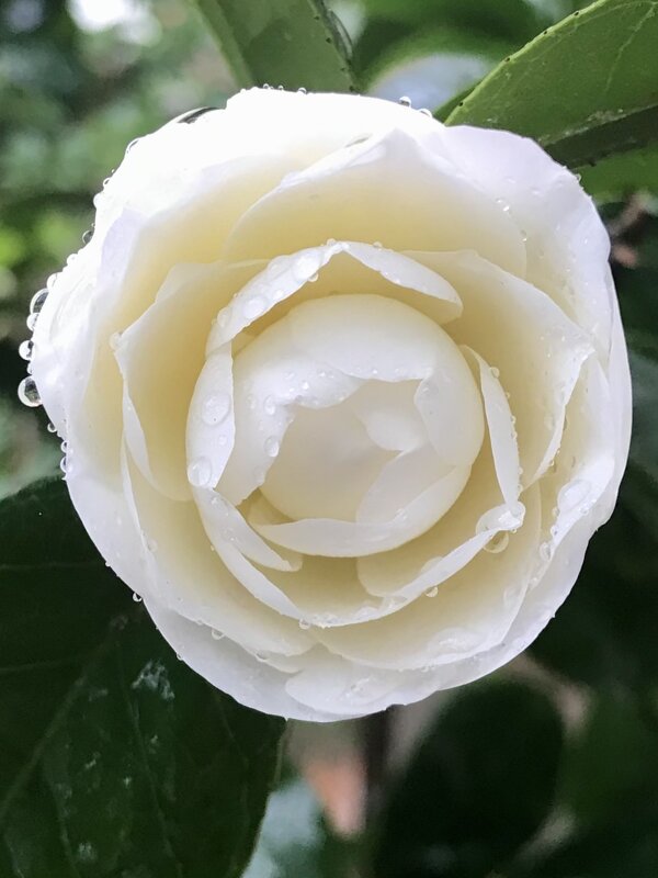 Скоро весна - Pippa 